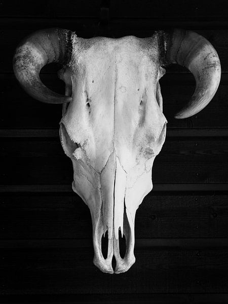 Black and white cow skull with horns - industrial and nature photography by Christa Stroo photography