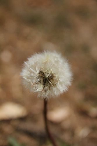 Dandelions / Dandelion