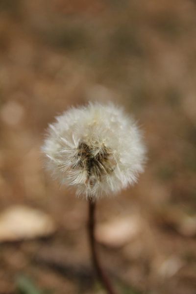 Dandelions / Dandelion by Naomi Kroon
