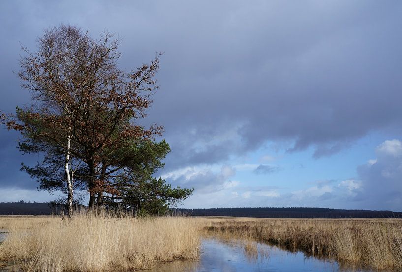 Dutch weather by Madeltijntje