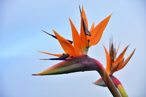 Paradijsvogelbloemen