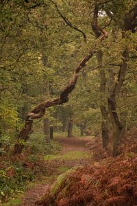 Windender Baum