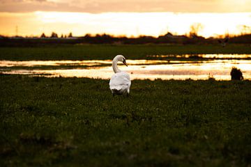 Swan Lake by Kim van Beveren