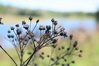 Fluitenkruid in de nazomer by DoDiLa Foto's thumbnail