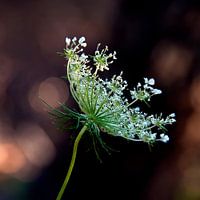 Flower with lace trim