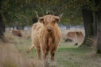 Schotse hooglander