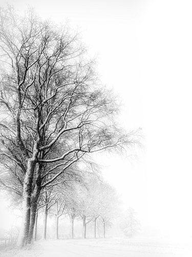 Tranquil winter avenue in the Land of Cuijk - Beers (NB) by Lex Schulte