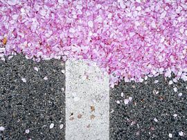 rosa Blüten auf dem Asphalt von Jörg B. Schubert
