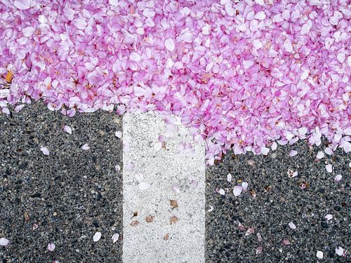Roze bloesems op het asfalt