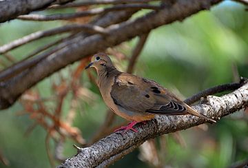 Horned weeping dove in Curaçao by Karel Frielink