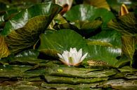 Green frog (Pelophylax) between water plants in a pond by Carola Schellekens thumbnail