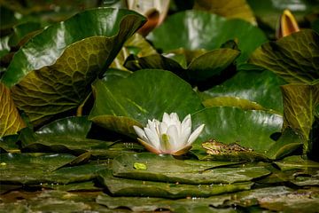 Green frog (Pelophylax) between water plants in a pond by Carola Schellekens