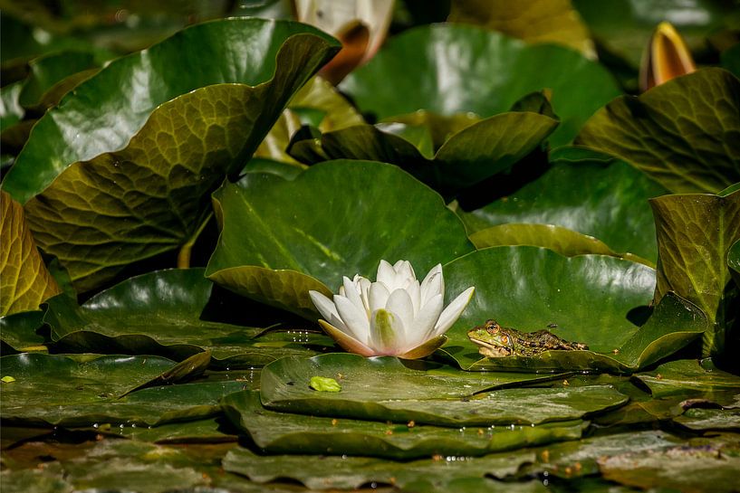 Green frog (Pelophylax) between water plants in a pond by Carola Schellekens