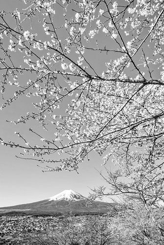 Charmant uitzicht op de berg Fuji tijdens de kersenbloesem in monochrom