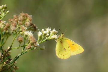 Dromerige foto van een vlinder van Christian Peters