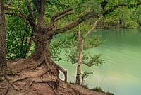 Der alte Freund