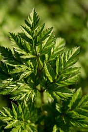 botanical art, macro picture of a fern by Karijn | Fine art Natuur en Reis Fotografie