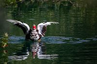 Een zwemmende eend met gespreide vleugels, weerspiegelend in het water