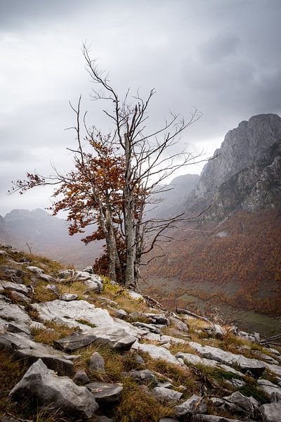 Nackter Baum in den Bergen Albaniens von Ellis Peeters