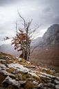 Nackter Baum in den Bergen Albaniens von Ellis Peeters Miniaturansicht