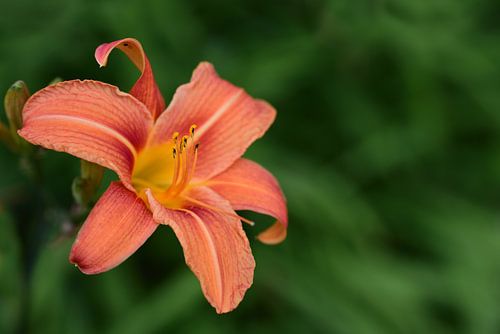 Orange daylily against a green background
