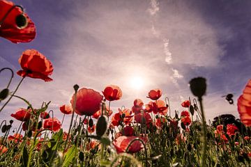 Un champ de coquelicots pour le lever du soleil sur Kurt Krause