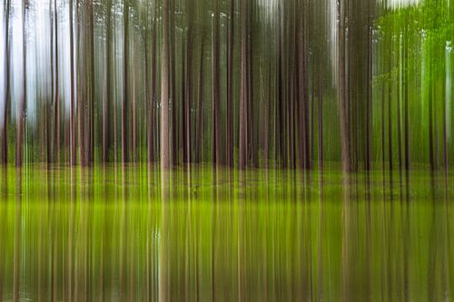 De grands conifères se reflétant dans l'eau