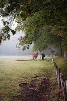 Paarden in de weide