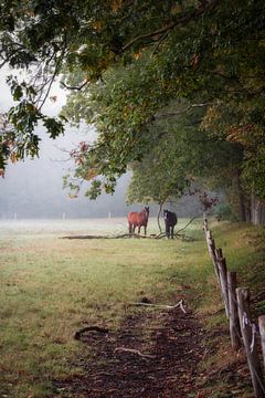 Chevaux dans le pré sur Jolanda de Leeuw