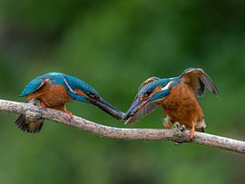 IJsvogel van Rob Honing