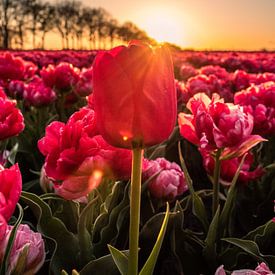 Zonsondergang bij de Nederlandse tulpenvelden van Saranda Hofstra