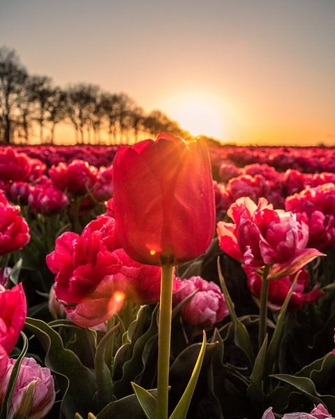 Zonsondergang bij de Nederlandse tulpenvelden van Saranda Hofstra