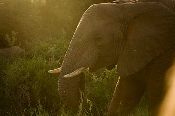L'éléphant est doucement éclairé par la lumière dorée du soleil