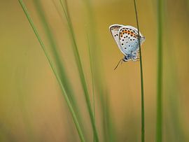 Heather blues in the grass by Elles Rijsdijk