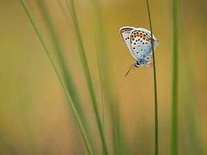 Heideblauwtje in het gras van Elles Rijsdijk