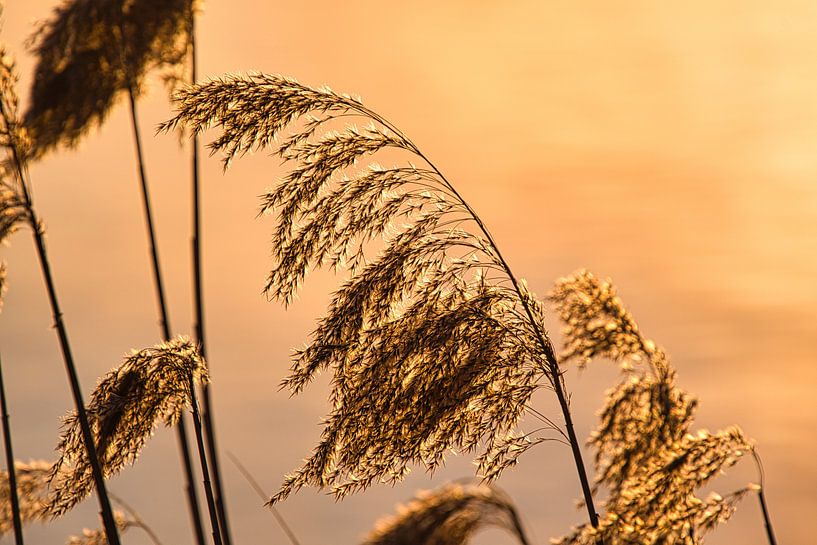 Zomertijd van Tanja Voigt