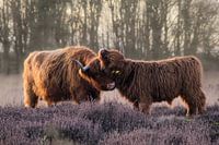Highlanders écossais dans la lande violette en fleurs