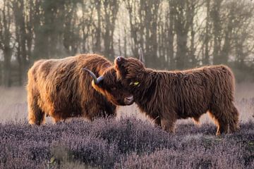Schotse hooglanders in bloeiende paarse heide van PhotographIris