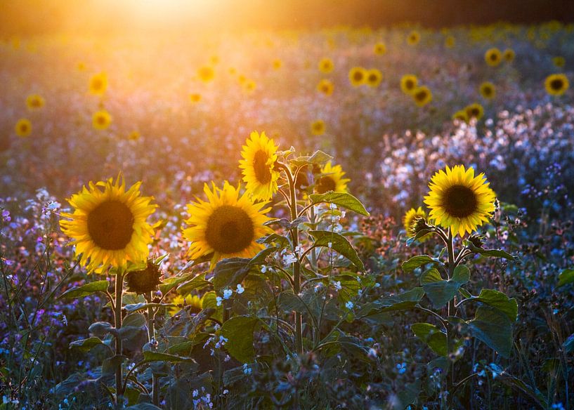Sonnengeküsst von Pargoy Art