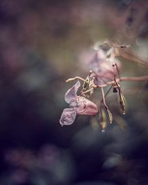 Fleurs sous la pluie sur Jonas Lechner