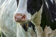 Koe aan het gras eten van Jan Sportel Photography thumbnail