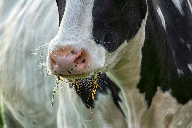 Koe aan het gras eten van Jan Sportel Photography