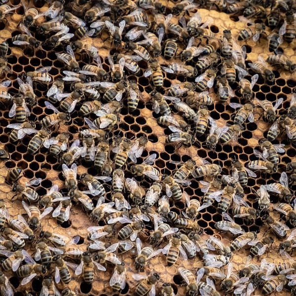 Honingbijen van René Holtslag