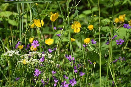 Wilde bloemen