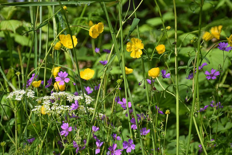 Wild Flowers by Ingrid de Vos - Boom
