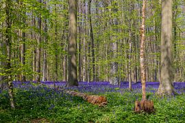 Une mer de magnifiques jacinthes des bois en fleurs dans le Hallerbos apporte une atmosphère magique sur Kim Willems