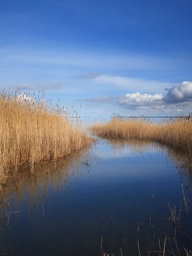 Saaler Bodden bei Wustrow auf dem Darß 4