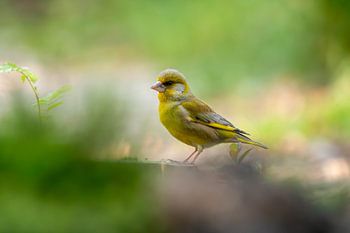Greenfinch in green.