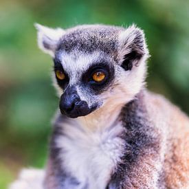Portrait of a Ring-tailed Lemur by FotoSynthese