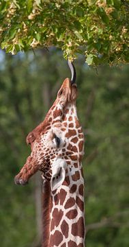 Netgiraffe, of Somalische giraffe : Diergaarde Blijdorp van Loek Lobel